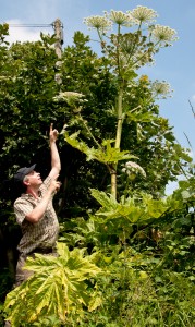Giant Hogweed 1 - Credit GBNNS