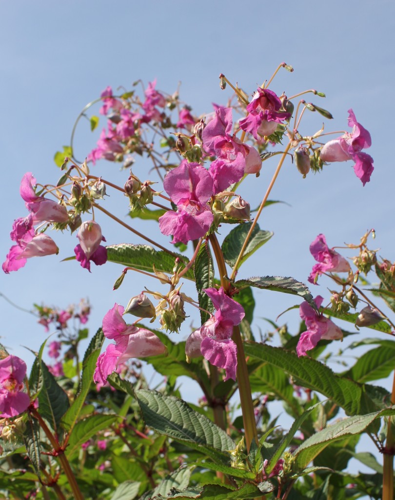 HB flowers at Alverstone Bridge 16 07 13