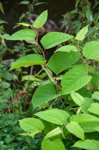 Japanese Knotweed credit GBNNSS_NNSS_Image_3325