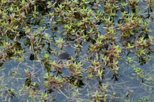 NZ Pigmy Weed 1 - Credit GBNNS