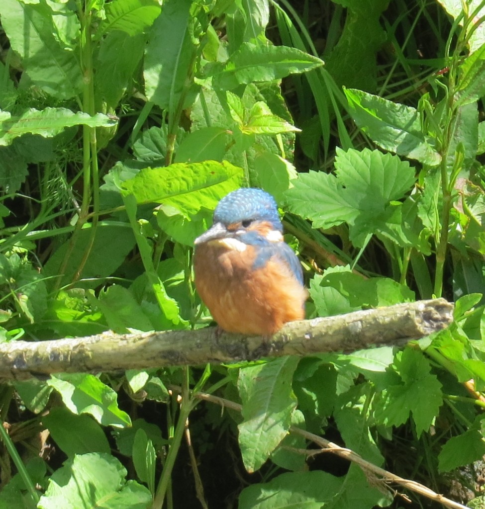 Kingfisher Eastern Yar 2015 CF (4)