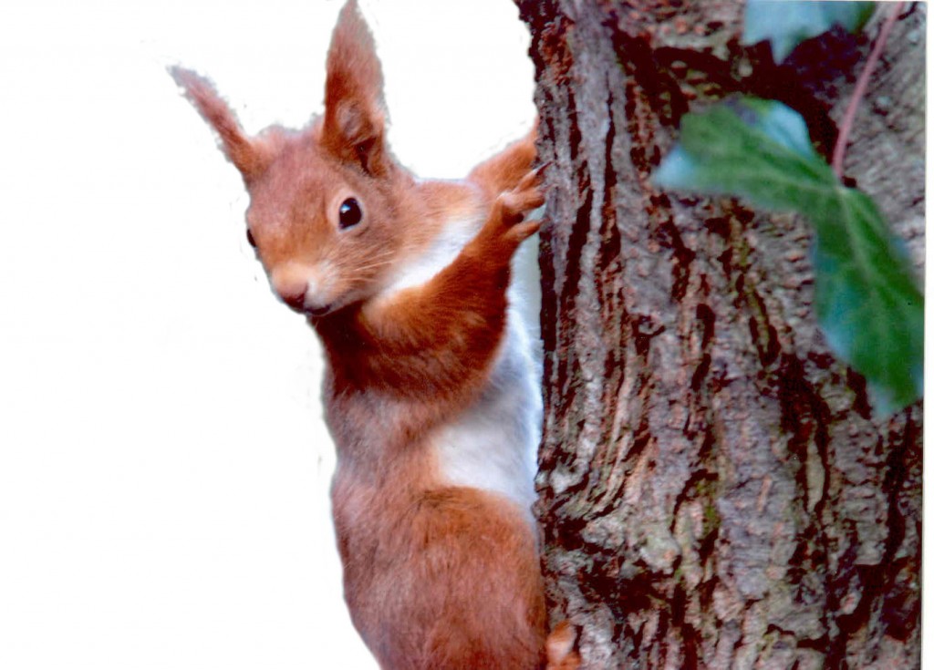 Squirrel at Alverstone Apr 15 credit Emma Brown (2)