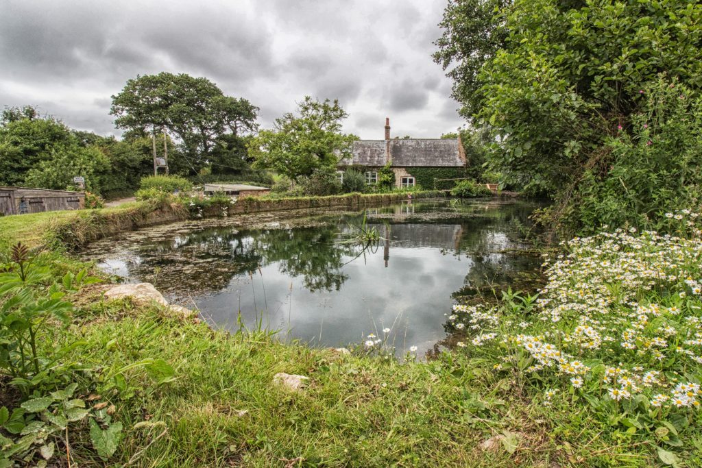 Lower Calbourne Mill Pond